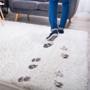 How To Get Mud Out Of Your Carpet