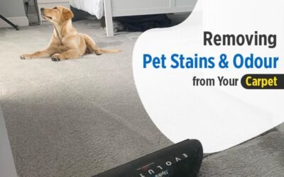 How to Remove Pet Stains and Odour from Your Carpet