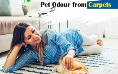 Want to Get Pet Odour out of Your Carpet? Take note of Vital Tips