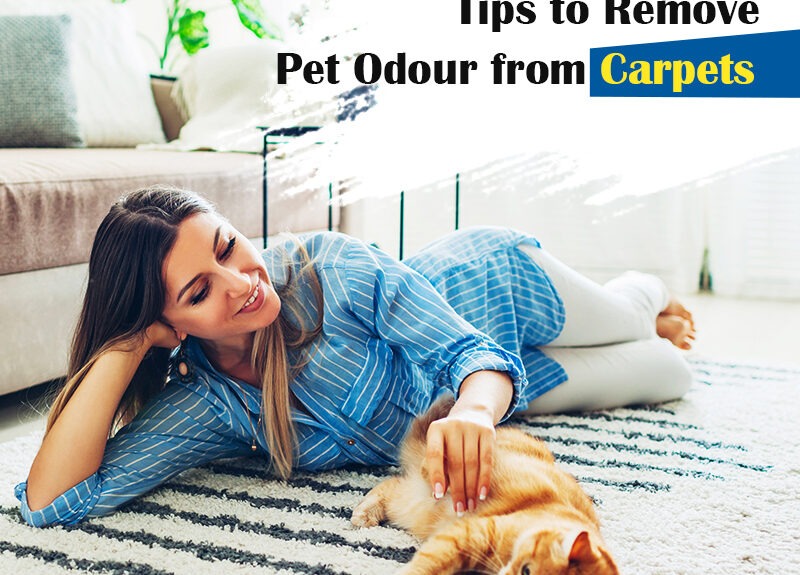 Want to Get Pet Odour out of Your Carpet? Take note of Vital Tips Want to Get Pet Odour out of Your Carpet? Take note of Vital Tips