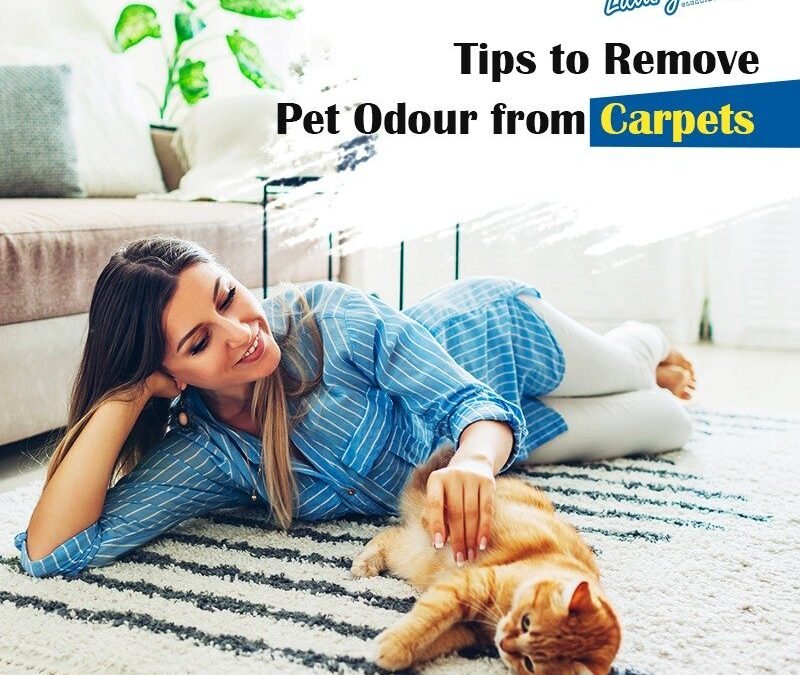 Want to Get Pet Odour out of Your Carpet? Take note of Vital Tips