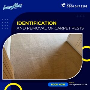 Identification, and removal of carpet pests